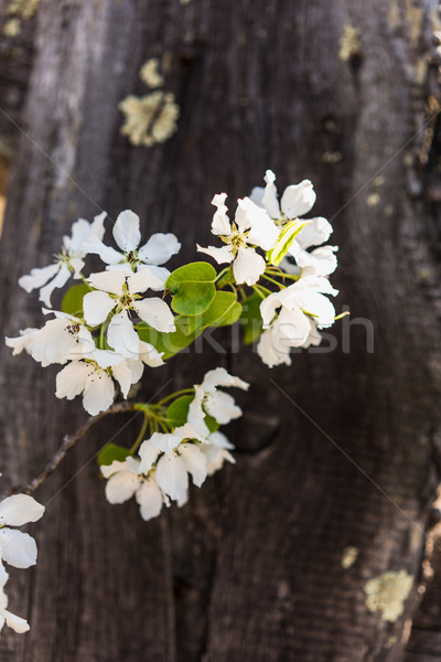 鳥 桜 ツリー 白い花 黒 ストックフォト © MikhailMishchenko