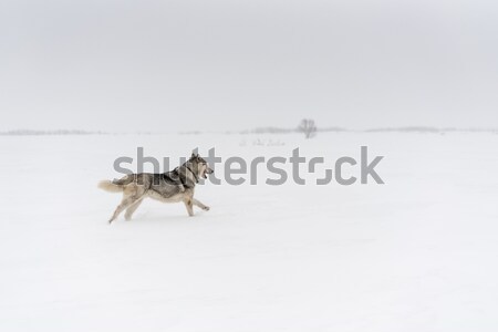 Siberian husky running alone in a white snow fields. Stock photo © MikhailMishchenko