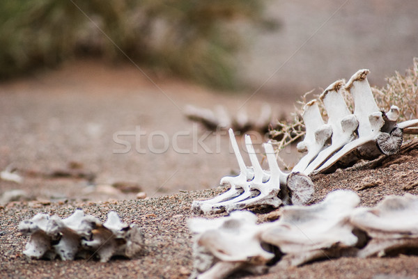 White skeleton of an dead animal. Danger of Gobi desert Stock photo © MikhailMishchenko