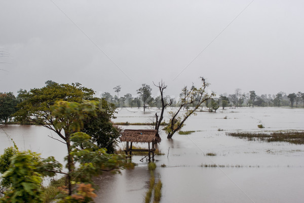 Trees standing from water. Flooding in Laos Stock photo © MikhailMishchenko