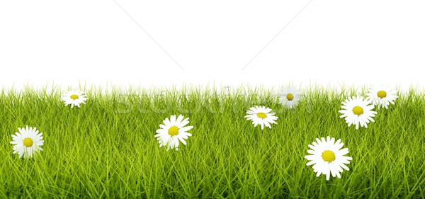 Stock photo: Grass with flowers