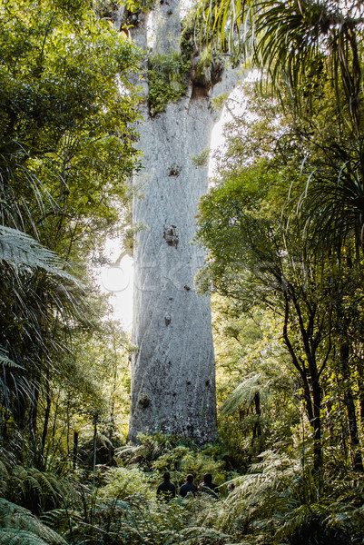 Groß Baum hidden Büsche New Zealand nördlich Stock foto © MikhailMishchenko