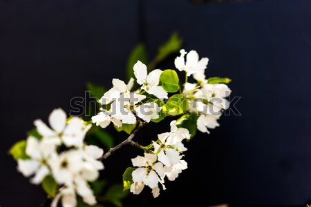 Stok fotoğraf: Kuş · kiraz · ağaç · beyaz · çiçekler · siyah