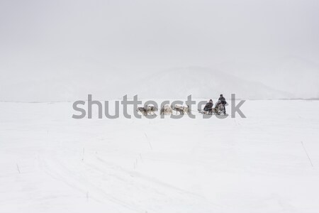 Team of sled dogs in a blizzard Stock photo © MikhailMishchenko