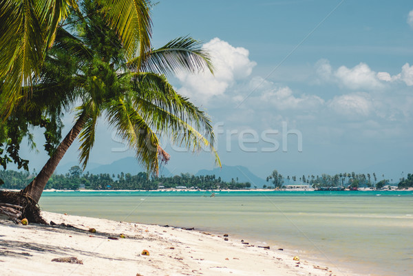 Palm tree at the beach at Koh Samui Stock photo © MikhailMishchenko