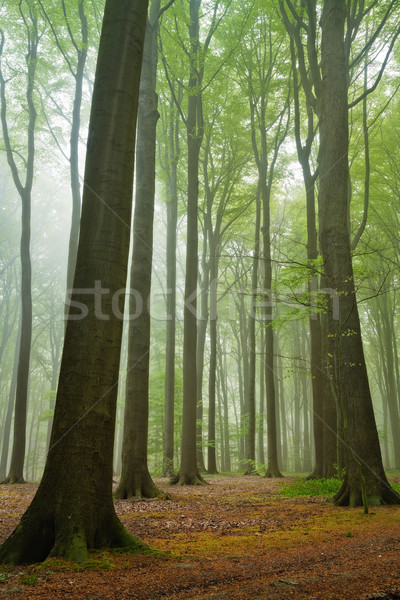 Mistig bos schilderachtig zomer licht Stockfoto © MikLav
