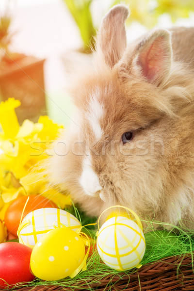 Foto stock: Conejo · de · Pascua · huevos · cesta · flor · atención · selectiva · enfoque