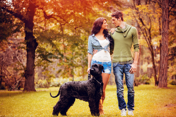 Stock foto: Schnauzer · schönen · Paar · Hund · schwarz