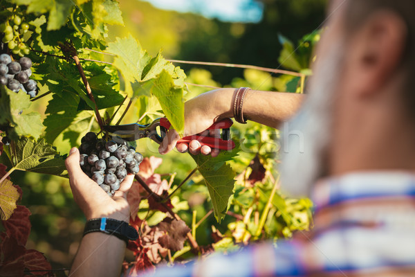 Vineyard Harvest Stock photo © MilanMarkovic78