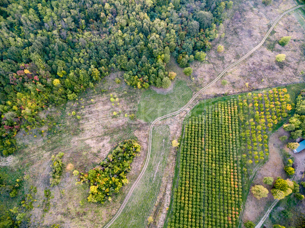 Paisagem cultivado outono floresta Foto stock © MilanMarkovic78