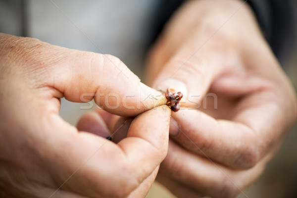 Hooking The Worm Stock photo © MilanMarkovic78
