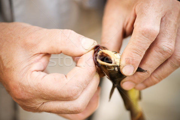 Fish On Hook Stock photo © MilanMarkovic78