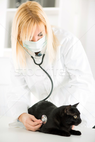 Veterinarian examining a domestic cat Stock photo © MilanMarkovic78