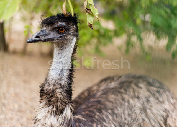 Frumos cap emeu natură fermă Imagine de stoc © MilanMarkovic78