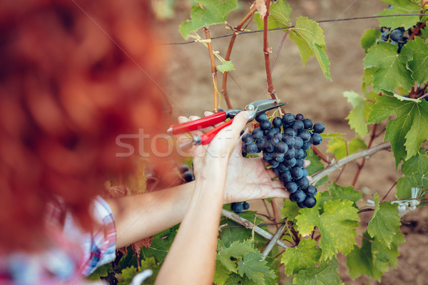 Stock photo: Vineyard Harvest