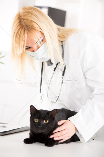 Medicul veterinar pisica domestica negru birou femei Imagine de stoc © MilanMarkovic78