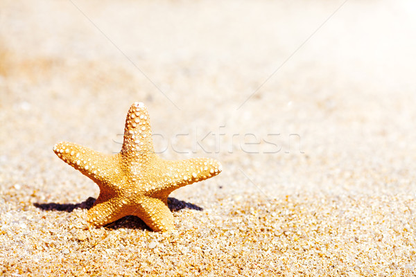 Starfish Stock photo © MilanMarkovic78