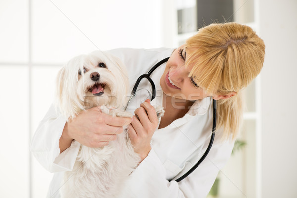 Foto stock: Veterinário · jovem · feminino · cão