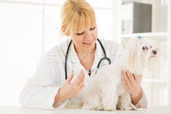 Veterinar tineri femeie câine medic Imagine de stoc © MilanMarkovic78