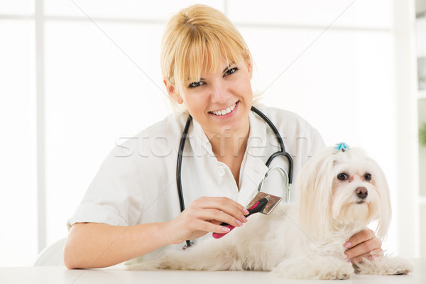 Dog Grooming Stock photo © MilanMarkovic78