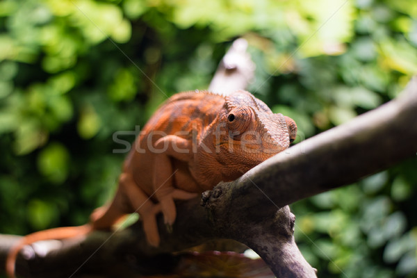 Chameleon оранжевый сидят завода красный животного Сток-фото © MilanMarkovic78