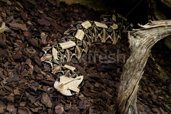 Gaboon Viper Stock photo © MilanMarkovic78