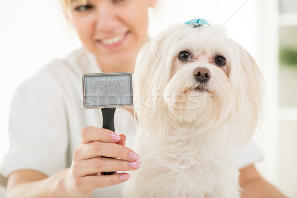 Dog Grooming Stock photo © MilanMarkovic78
