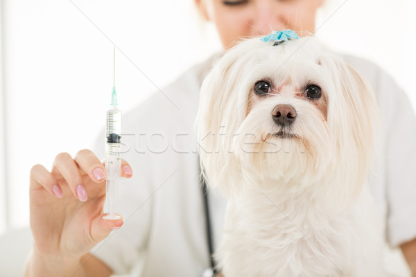 Veterinar tineri femeie câine Imagine de stoc © MilanMarkovic78