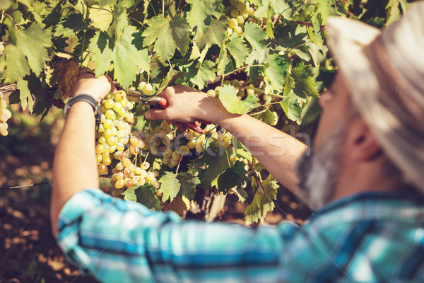 Vineyard Harvest Stock photo © MilanMarkovic78