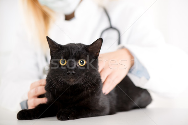 Medicul veterinar pisica domestica negru medicină asistentă Imagine de stoc © MilanMarkovic78