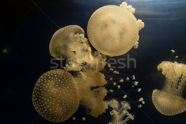 Meduza csoport fehér akvárium állatkert hal Stock fotó © MilanMarkovic78