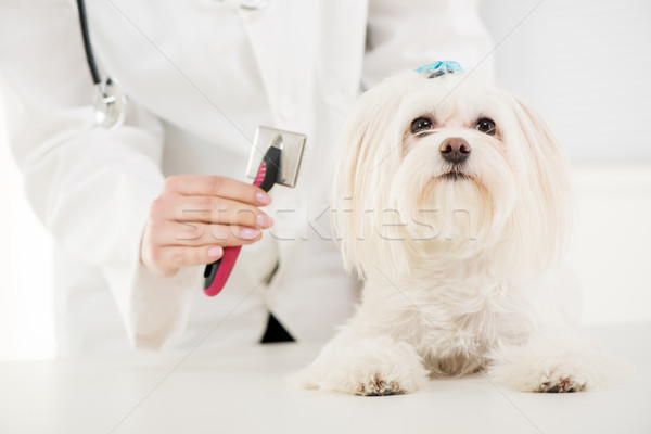 Dog Grooming Stock photo © MilanMarkovic78