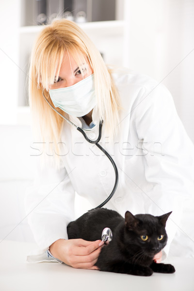 Medicul veterinar pisică negru pisica domestica femei Imagine de stoc © MilanMarkovic78