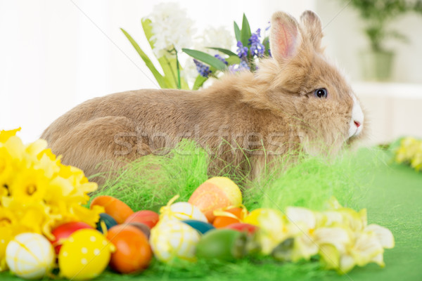 Conejo de Pascua huevos flor atención selectiva enfoque conejo Foto stock © MilanMarkovic78