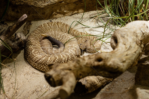 Rattlesnake Stock photo © MilanMarkovic78