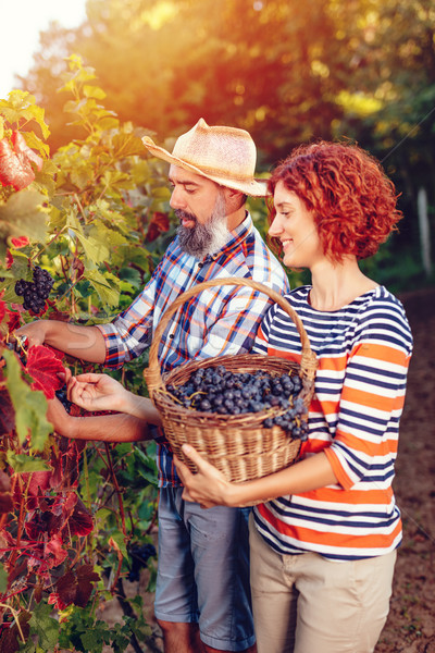 Vineyard Harvest Stock photo © MilanMarkovic78