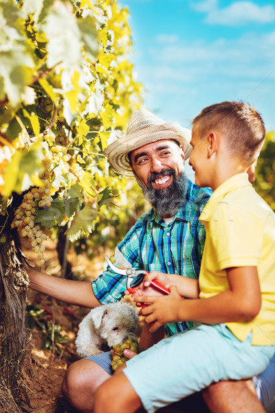Сток-фото: семьи · виноградник · урожай · красивой · улыбаясь · отец