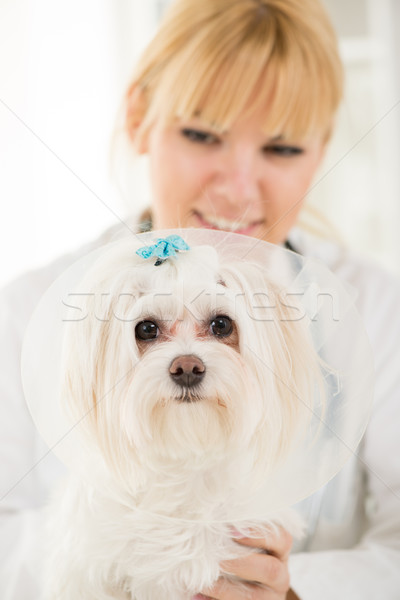 Maltese dog Stock photo © MilanMarkovic78