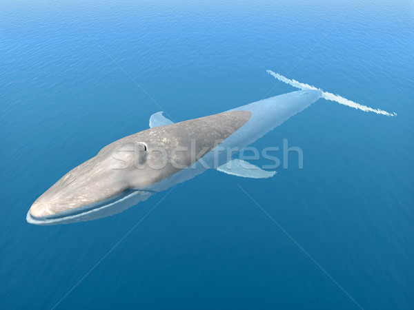синий кит компьютер генерируется 3d иллюстрации Сток-фото © MIRO3D