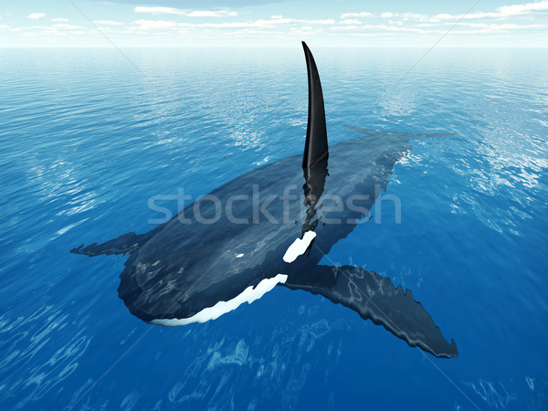 Tueur baleine ordinateur généré 3d illustration [[stock_photo]] © MIRO3D