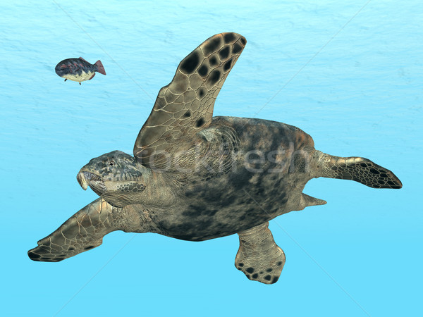 Giant Sea Turtle Archelon Stock photo © MIRO3D