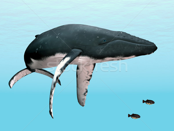 Wielorybów komputera wygenerowany 3d ilustracji ryb morza Zdjęcia stock © MIRO3D