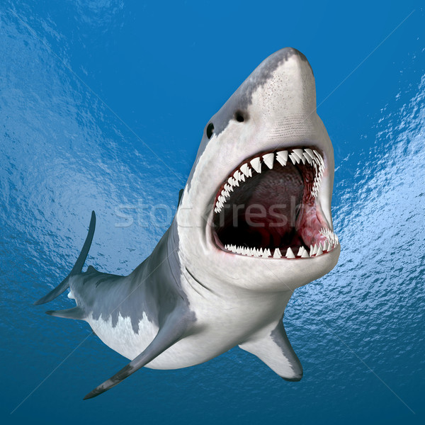 Great White Shark Stock photo © MIRO3D