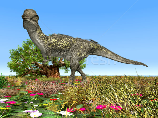 Dinosaur Stegoceras Stock photo © MIRO3D