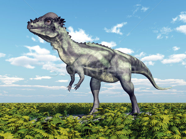 Dinosaur Pachycephalosaurus Stock photo © MIRO3D