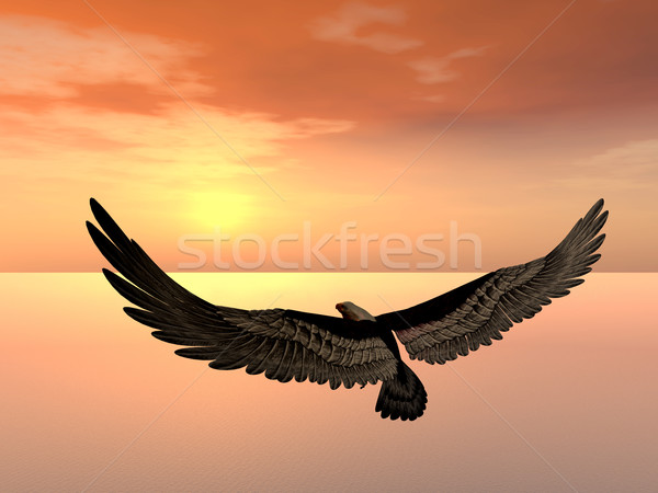 Sea Eagle Stock photo © MIRO3D