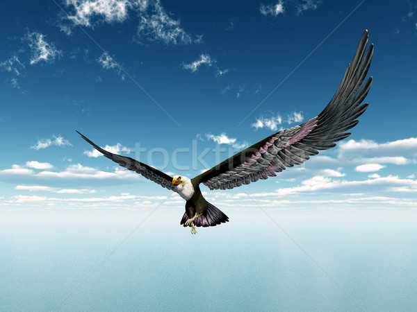 Sea Eagle Stock photo © MIRO3D