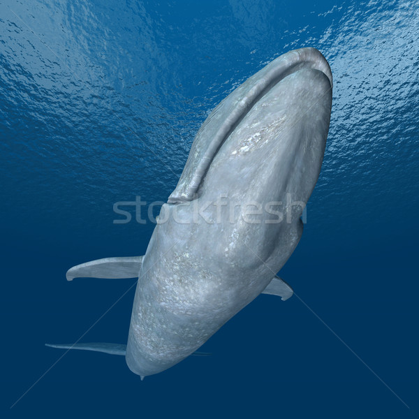 Niebieski wielorybów komputera wygenerowany 3d ilustracji Zdjęcia stock © MIRO3D