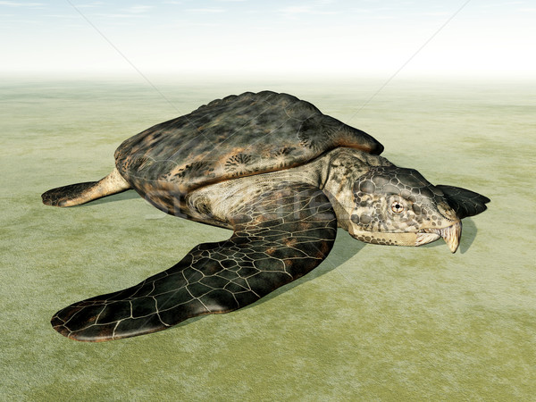 Giant Sea Turtle Archelon on the Dry Stock photo © MIRO3D