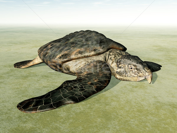 Giant Sea Turtle Archelon on the Dry Stock photo © MIRO3D